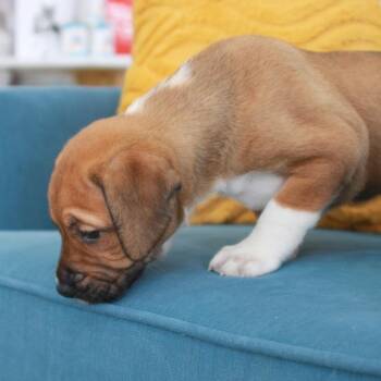 Luna -  Terrier and Mixed Breed Dog for Adoption in Chapel Hill, North Carolina - Luna | PetCurious