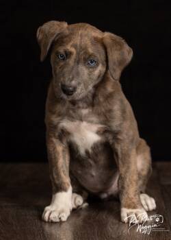 Rescue Australian Shepherd and Great Pyrenees Dogs for Adoption in Valley Park, Oklahoma - Marty | PetCurious