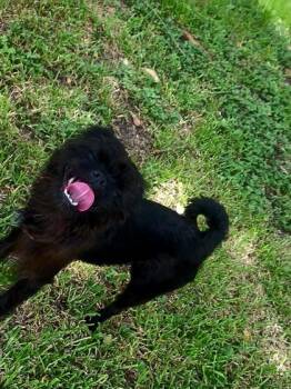 Expert -  Terrier and Mixed Breed Dog for Adoption in Houston, Texas - Expert | PetCurious