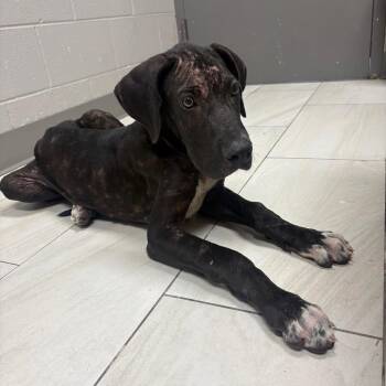 Benton -  Great Dane Dog for Adoption in Lufkin, Texas - Benton | PetCurious