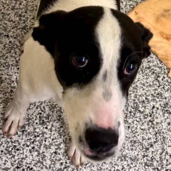 Maya -  Hound and Mixed Breed Dog for Adoption in Madisonville, Tennessee - Maya | PetCurious