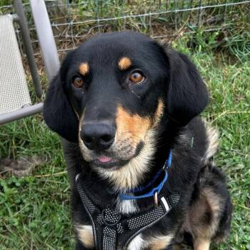 Gumby -  Coonhound and Collie Dog for Adoption in Aldie, Virginia - Gumby | PetCurious