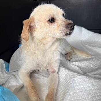 Ruffles -  Chihuahua and Mixed Breed Dog Available for Adoption in Midland, Texas - Ruffles | PetCurious
