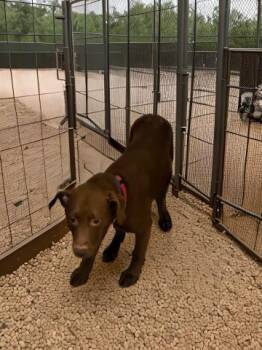 Rescue Labrador Retriever Dogs for Adoption in Tallahassee, Florida - KARMELLLA | PetCurious
