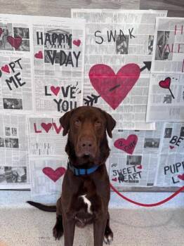 Chocolate Labrador Retriever and Mixed Breed Dogs Available for Adoption - Reggie | PetCurious