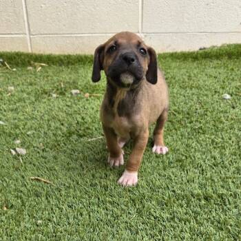 Rescue Mixed Breed Dogs for Adoption in Loxahatchee Groves, Florida - October 1177 | PetCurious