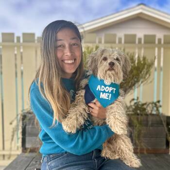 McGruff -  Shih Tzu and Mixed Breed Dog for Adoption in Pacific Grove, California - McGruff | PetCurious