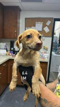 Dachshund and Jack Russell Terrier Dogs Available for Adoption in Boulder, Colorado - PD Chocolate | PetCurious