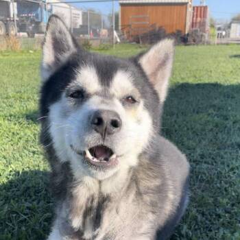 Husky Dogs Available for Adoption in Cedarburg, Wisconsin - Tripp | PetCurious