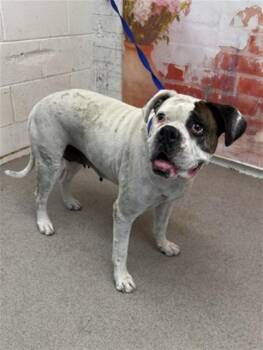 Boxer and Mixed Breed Dogs Available for Adoption in San Bernardino, California - HELEN | PetCurious