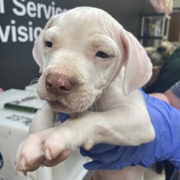 0479 -  Mixed Breed Dog for Adoption in Columbus, Georgia - 0479 | PetCurious