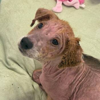 Rescue Australian Shepherd and Mixed Breed Dogs for Adoption in Fresno, California - Darla | PetCurious