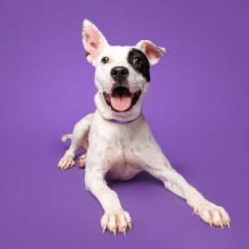 Rescue Mixed Breed Dogs for Adoption in Durham, North Carolina - Cricket | PetCurious