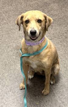 Mixed Breed Dogs Available for Adoption - Nala | PetCurious
