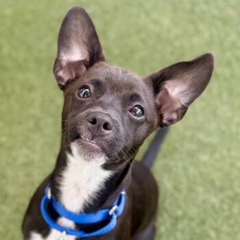 Cleo -  Chihuahua Dog Available for Adoption in Fort Lauderdale, Florida - Cleo | PetCurious