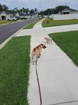 Secret (HW+) (IN TRAINING) -  Black Mouth Cur and Mixed Breed Dog for Adoption in Conway, South Carolina - Secret (HW+) (IN TRAINING) | PetCurious