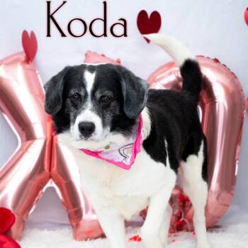 Beagle Dogs Available for Adoption - Koda | PetCurious
