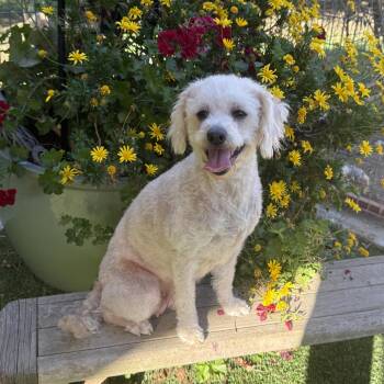 Chloe -  Poodle Dog for Adoption in Modesto, California - Chloe | PetCurious