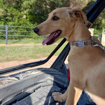 Savannah -  Labrador Retriever and Australian Cattle Dog Blue Heeler Dog for Adoption in Sealy, Texas - Savannah | PetCurious