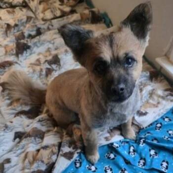 Bonded Buds -  Pomeranian and Poodle Dog for Adoption in La Center, Washington - Bonded Buds | PetCurious
