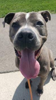 Marlo -  Pit Bull Terrier and Mixed Breed Dog for Adoption in Columbus, Indiana - Marlo | PetCurious