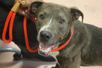 Mixed Breed Dogs Available for Adoption in Columbia, South Carolina - WYATT | PetCurious