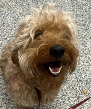 Niko -  Cocker Spaniel and Poodle Dog for Adoption in Golden, Colorado - Niko | PetCurious