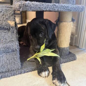 American Bulldog and Terrier Dogs Available for Adoption - Lightning Bolt | PetCurious