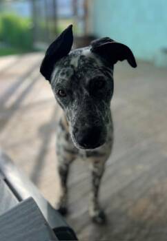 Great Dane and Black Labrador Retriever Dogs Available for Adoption - Playful Peca! | PetCurious