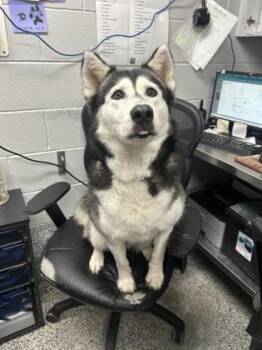 Stella fka Estrella -  Siberian Husky and Mixed Breed Dog for Adoption in West Chester, Pennsylvania - Stella Fka Estrella | PetCurious
