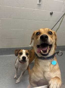 LIME -  Beagle Dog for Adoption in Indianapolis, Indiana - LIME | PetCurious