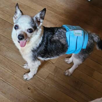 Chihuahua Dogs Available for Adoption in Lancaster, Ohio - Peppy | PetCurious