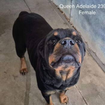 Rottweiler Dogs Available for Adoption - Queen Adelaide | PetCurious