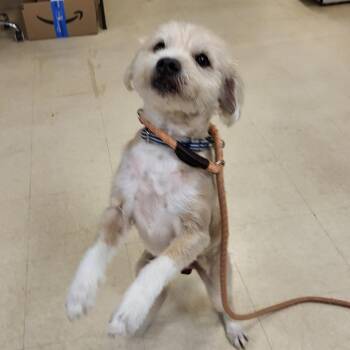 Wirehaired Terrier Dogs Available for Adoption - Conner | PetCurious