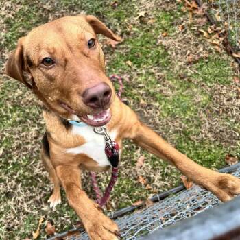 Hound Dogs Available for Adoption - Rocky | PetCurious