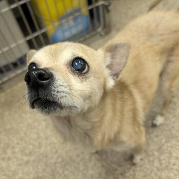 Chihuahua Dogs Available for Adoption - E St Charles Rd 3/13 | PetCurious