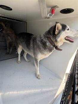 A660638 -  Siberian Husky Dog for Adoption in Houston, Texas - A660638 | PetCurious