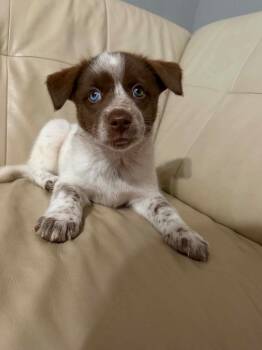 Australian Shepherd and Mixed Breed Dogs Available for Adoption in Clinton, South Carolina - Belu | PetCurious