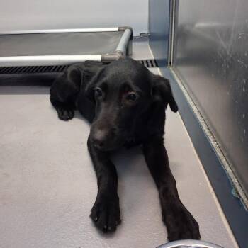 Mort -  Mixed Breed Dog for Adoption in Auburn, Alabama - Mort | PetCurious