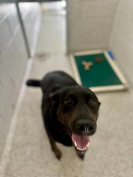 Labrador Retriever and Mixed Breed Dogs Available for Adoption in Bowling Green, Ohio - Smokey | PetCurious