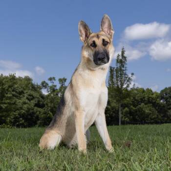 Benson -  German Shepherd Dog Dog for Adoption in Franklin, Tennessee - Benson | PetCurious