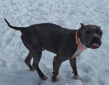 Pit Bull Terrier Dogs Available for Adoption - PETER | PetCurious