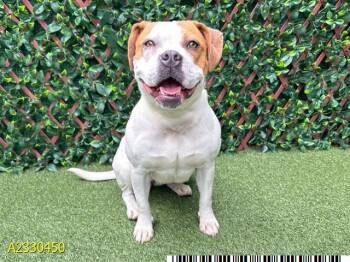 Mixed Breed Dogs Available for Adoption - TT | PetCurious