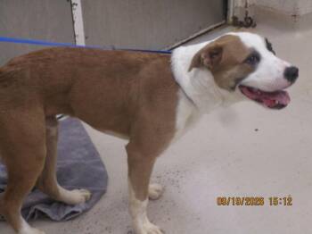 (848) -  Pit Bull Terrier and Hound Dog for Adoption in Marietta, Georgia - (848) | PetCurious
