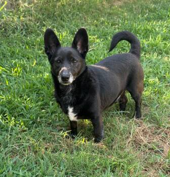 King (Deb-fostered in TN) -  Chihuahua Dog for Adoption in Brighton, Tennessee - King (Deb-fostered In TN) | PetCurious