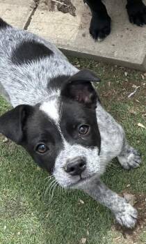 Australian Cattle Dog Blue Heeler Dogs Available for Adoption in Brownstown, Indiana - Sugar | PetCurious
