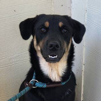 Rescue Australian Shepherd and Black Labrador Retriever Dogs for Adoption in Austin, Texas - Almond Joy JuM | PetCurious