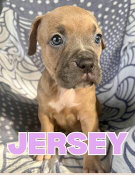 Jersey -  Boxer and Pit Bull Terrier Dog for Adoption in Shalimar, Florida - Jersey | PetCurious