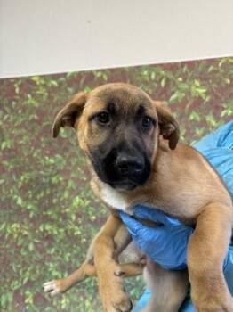 Labrador Retriever and Mixed Breed Dogs Available for Adoption in San Antonio, Texas - Penelope | PetCurious