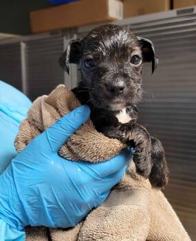 Mixed Breed Dogs Available for Adoption in Chillicothe, Ohio - Truffle | PetCurious